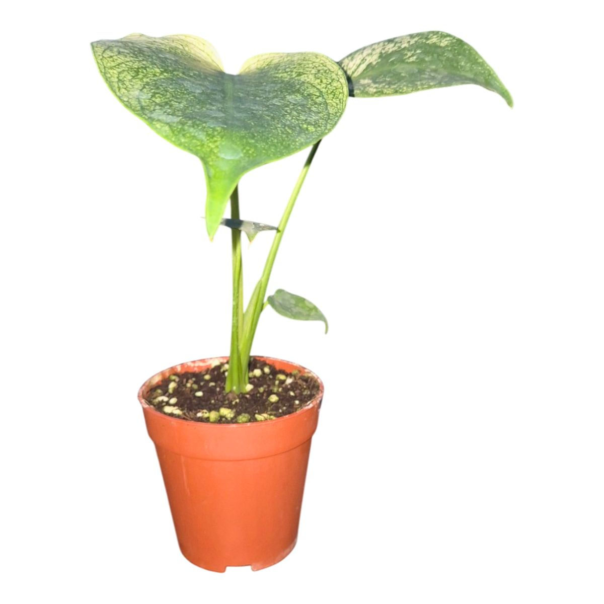 Monstera 'Devil Monster' - 9cm pot / 30cm