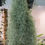 Thumbnail: Tillandsia usneoides - 90-140cm