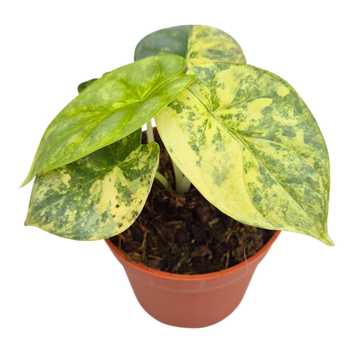 Alocasia 'Silver Dragon Variegata' - 7cm pot / 15cm