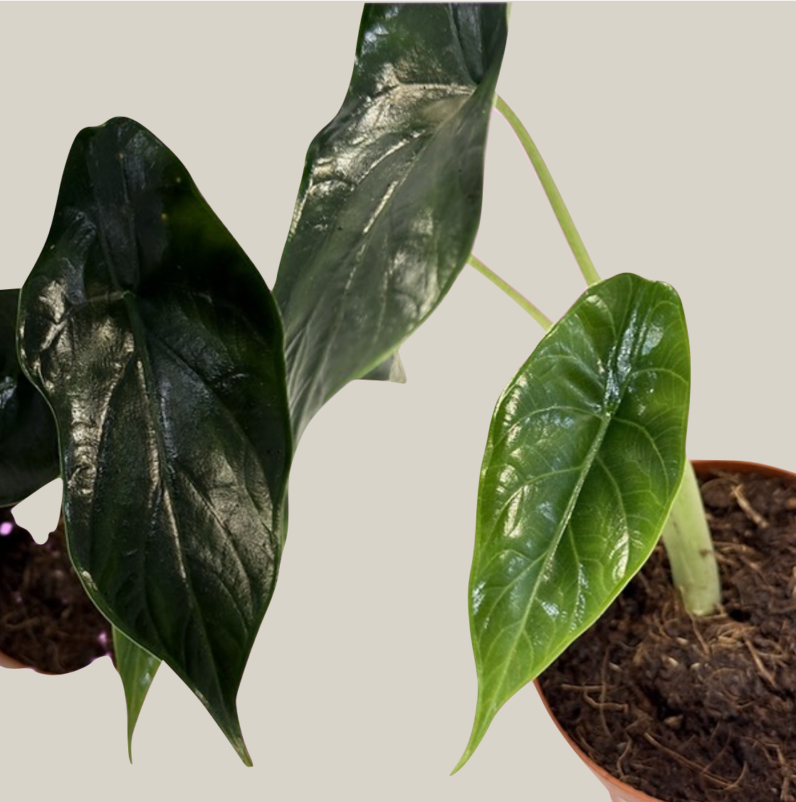 Alocasia 'Green Unicorn' - 7 cm/15 cm