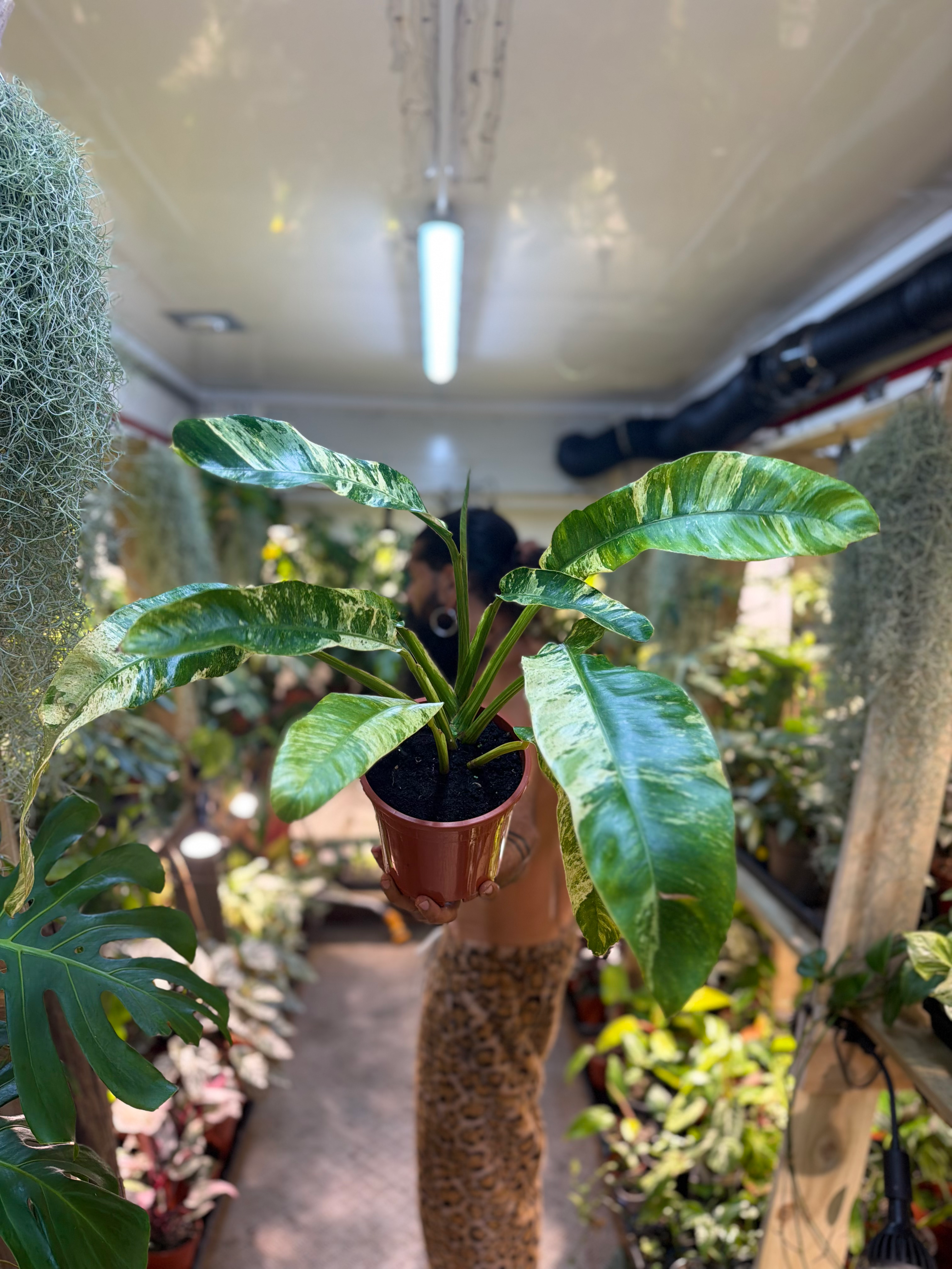 Epipremnum giganteum 'Variegata'- 17cm/ 45-60cm