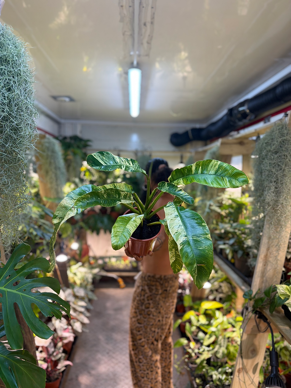 Thumbnail: Epipremnum giganteum 'Variegata'- 17cm/ 45-60cm