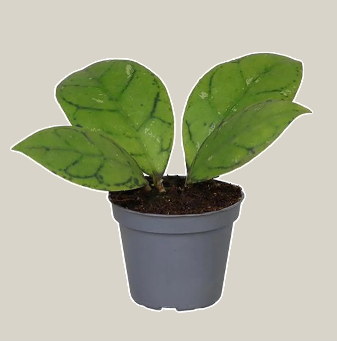 Hoya callistophylla - 6cm/10cm