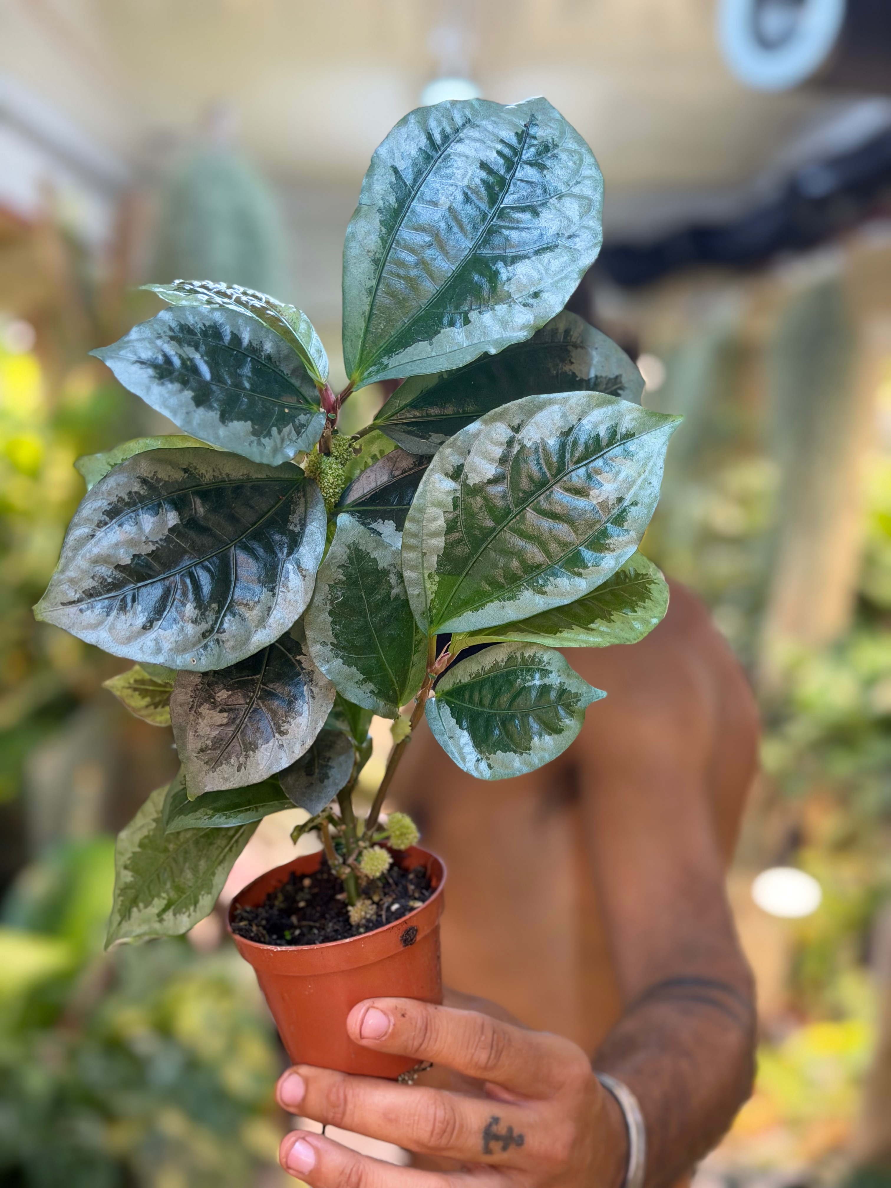 Elatostema vittatum - 8cm/20-25cm