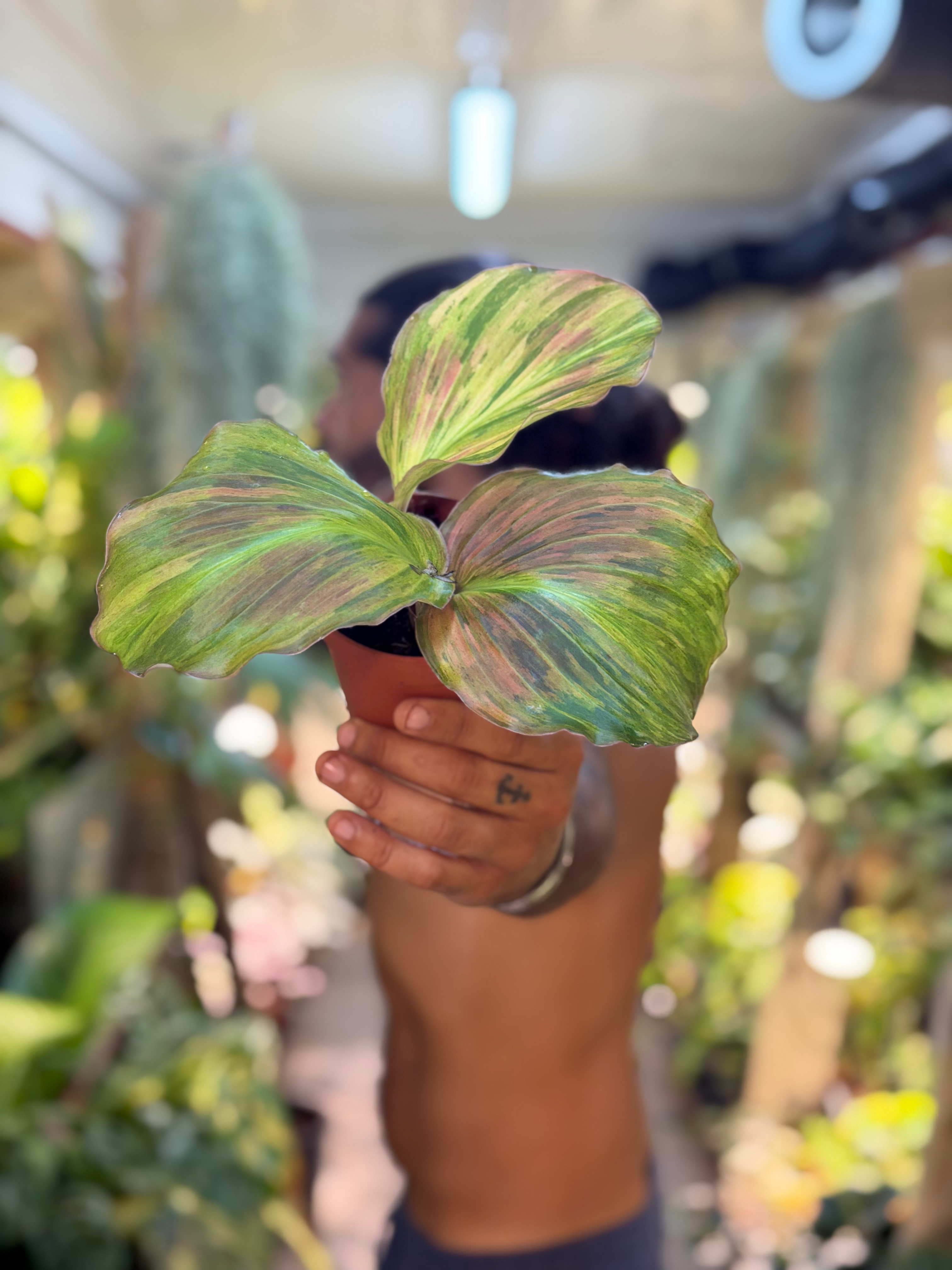 Kaempferia pulchra 'Variegata' - 9cm/ 20-25cm