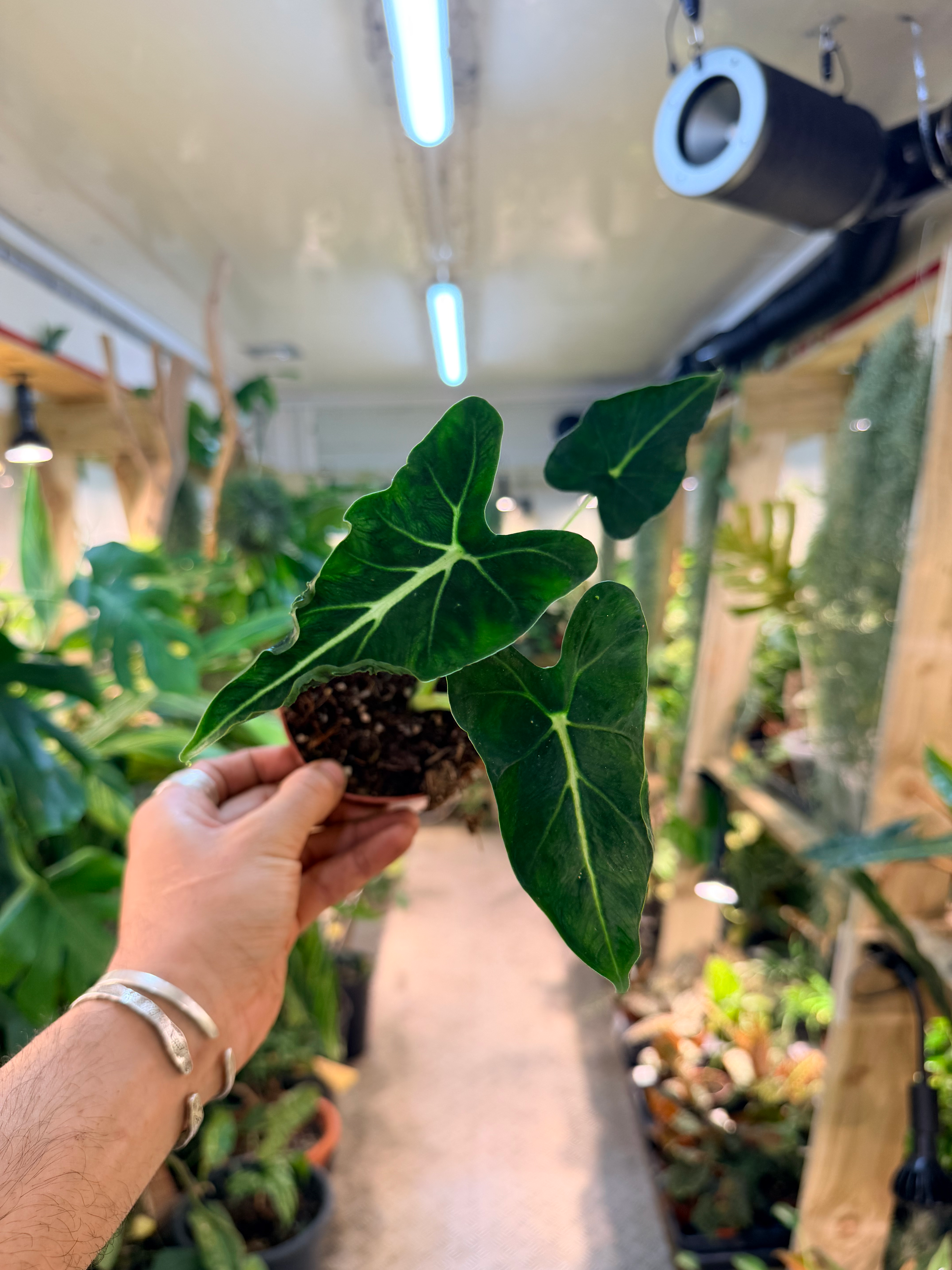 Alocasia 'Frydek Tattoo' - 10.5cm/15cm