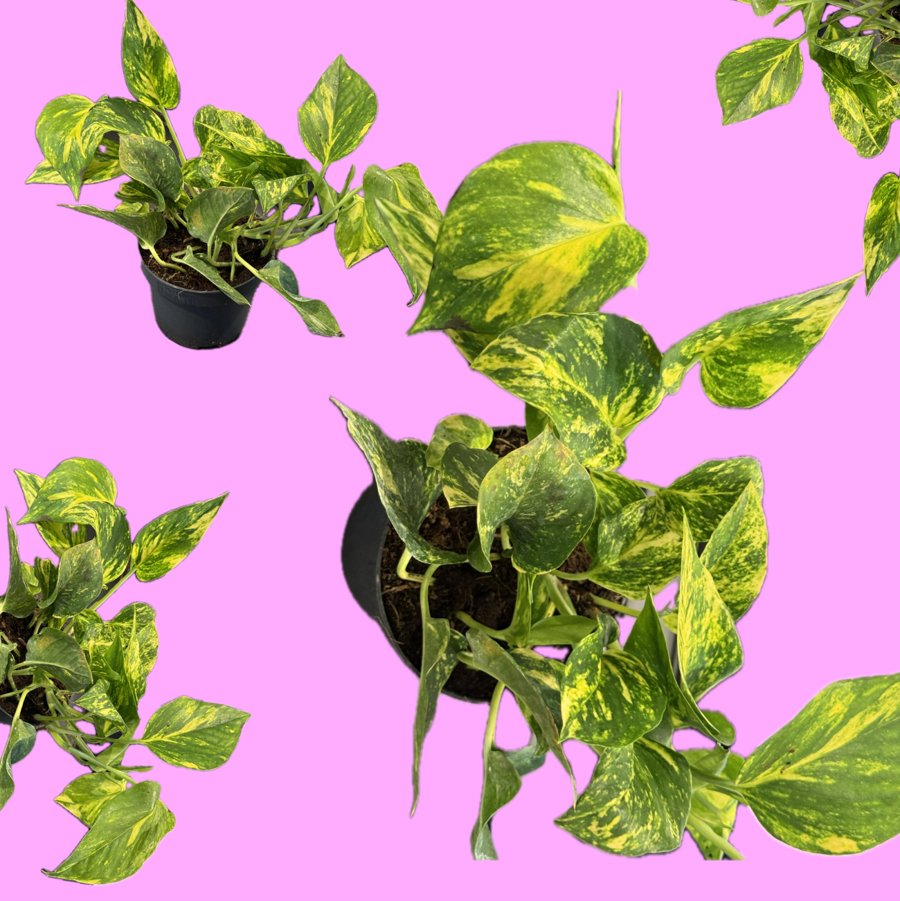 Epipremnum pinnatum 'N'Joy Gold' - 12 cm/25 cm