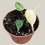 Thumbnail: Philodendron scandens micans 'Marble Variegata'  - 10.5cm/10cm