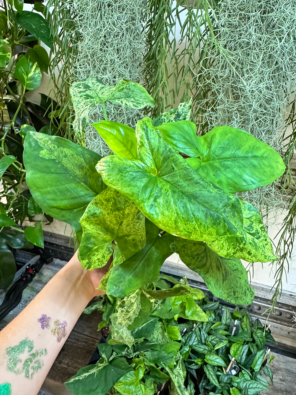 Thumbnail: Syngonium Mojito Big - 12cm/35-45cm