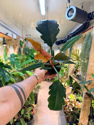 Philodendron 'Choco Empress - 12cm/45-55cm | BeardedPlantaholic