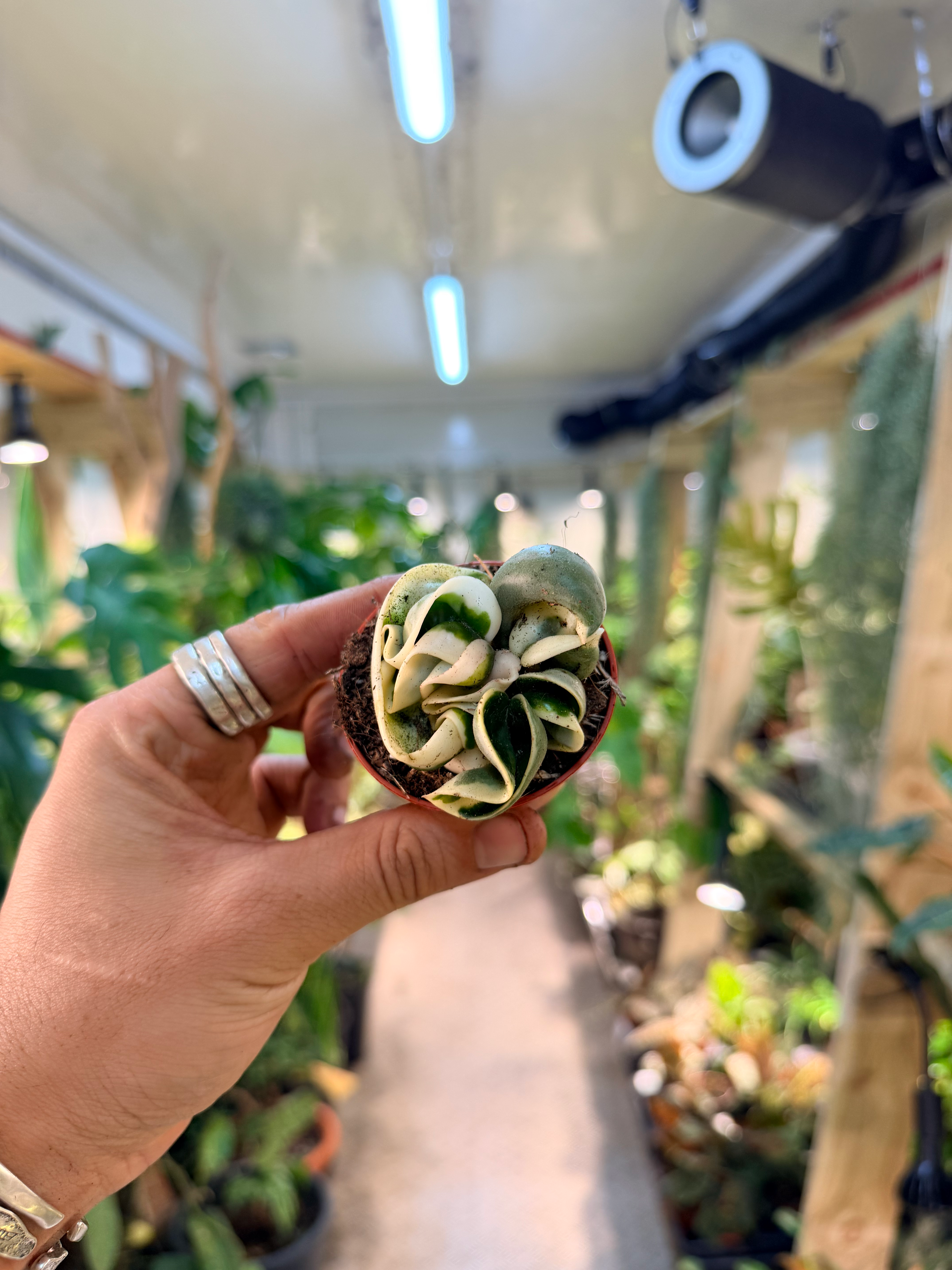 Hoya carnosa 'Compacta Variegata' - 6cm/8-10cm