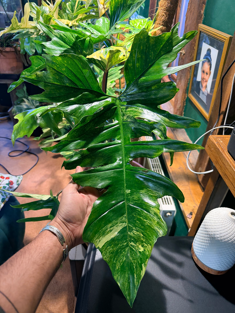 Thumbnail: Philodendron ‘Kitina’ - 25cm/100-120cm