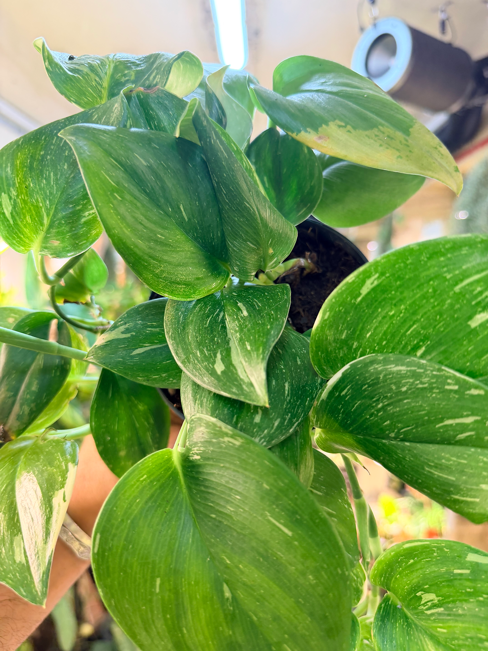 Thumbnail: Scindapsus 'Rubicon'  - 12cm/45-55cm