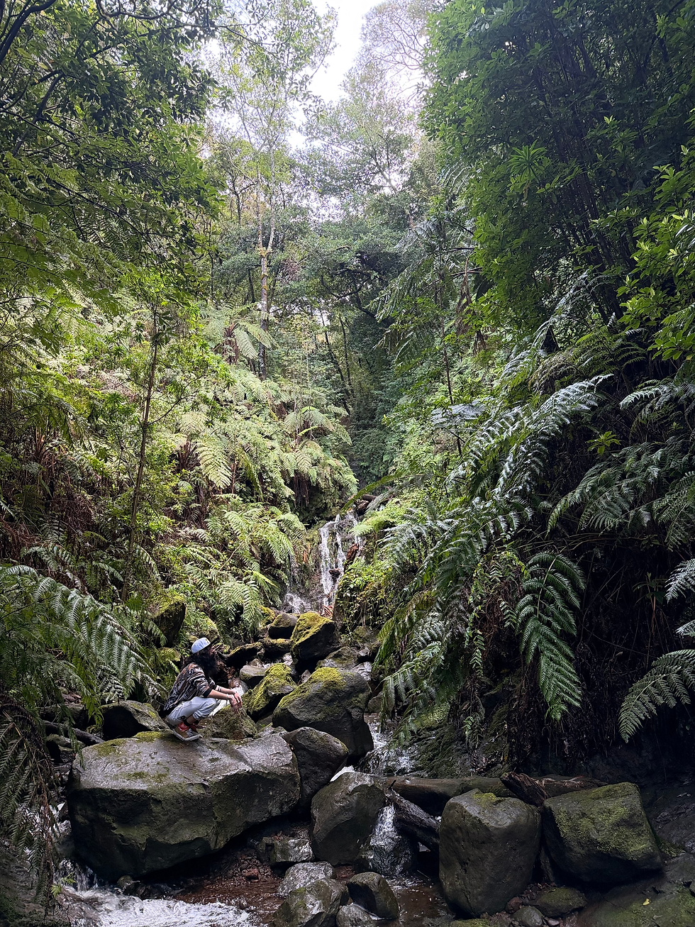 These Aren’t Houseplants. You’re Just Seeing Them in the Wrong Place