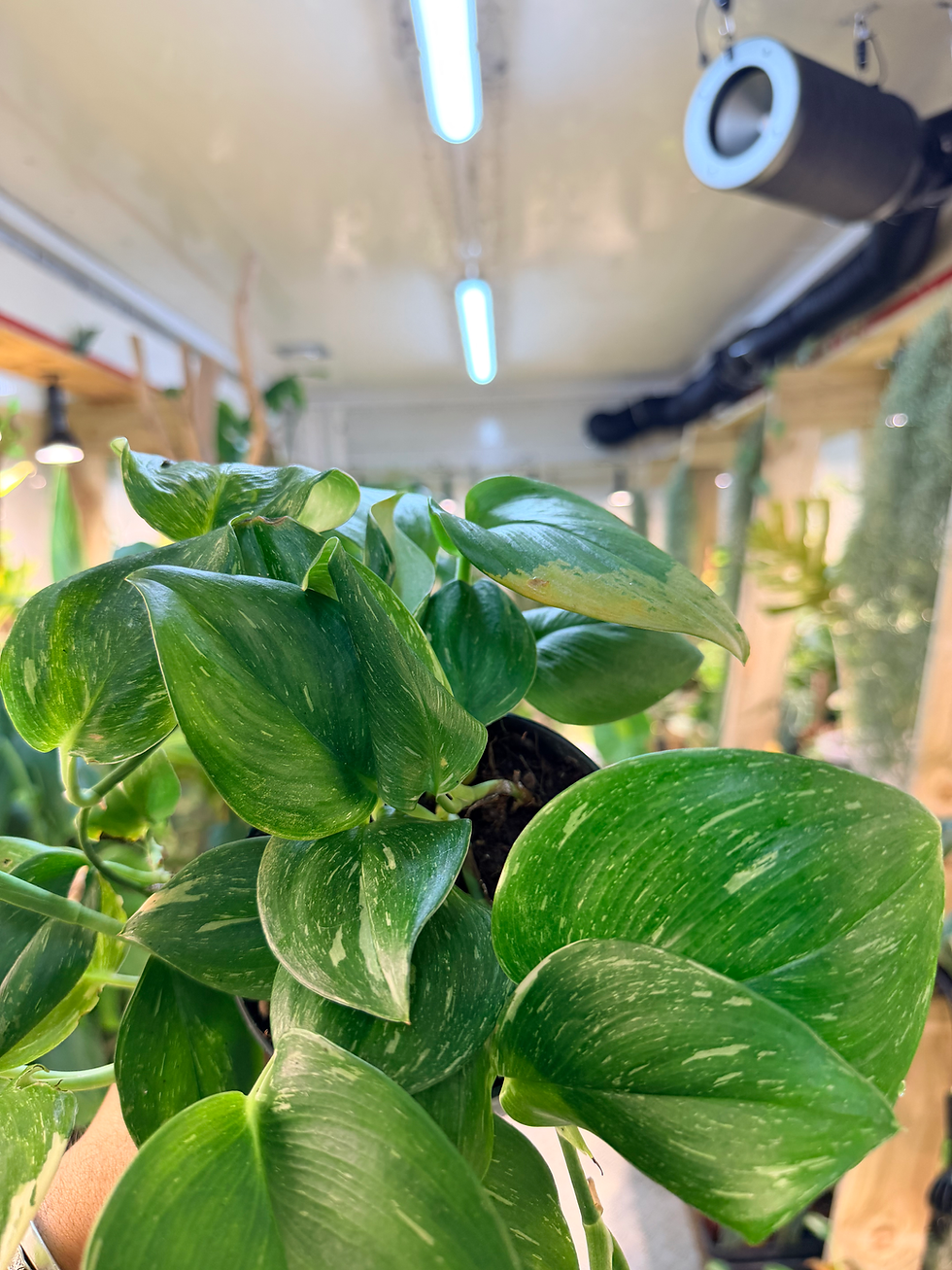 Thumbnail: Scindapsus 'Rubicon'  - 12cm/45-55cm
