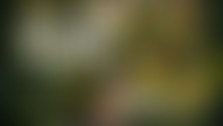 Next Level Plants: Meet the Current Stock (Part One)