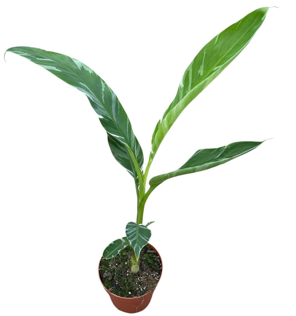 Musa 'Florida Variegata' - 17cm pot / 40–50cm