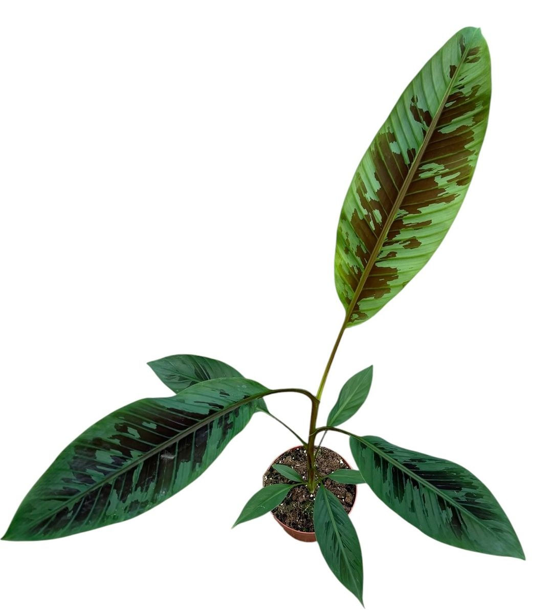 Musa acuminata zebrina - 17cm pot / 55–75cm