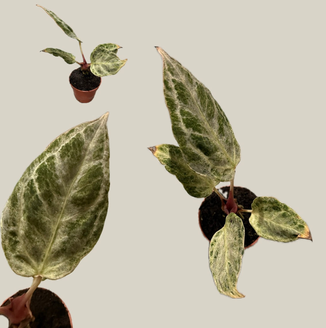 Anthurium Silver Blush Mint - 5cm/10cm