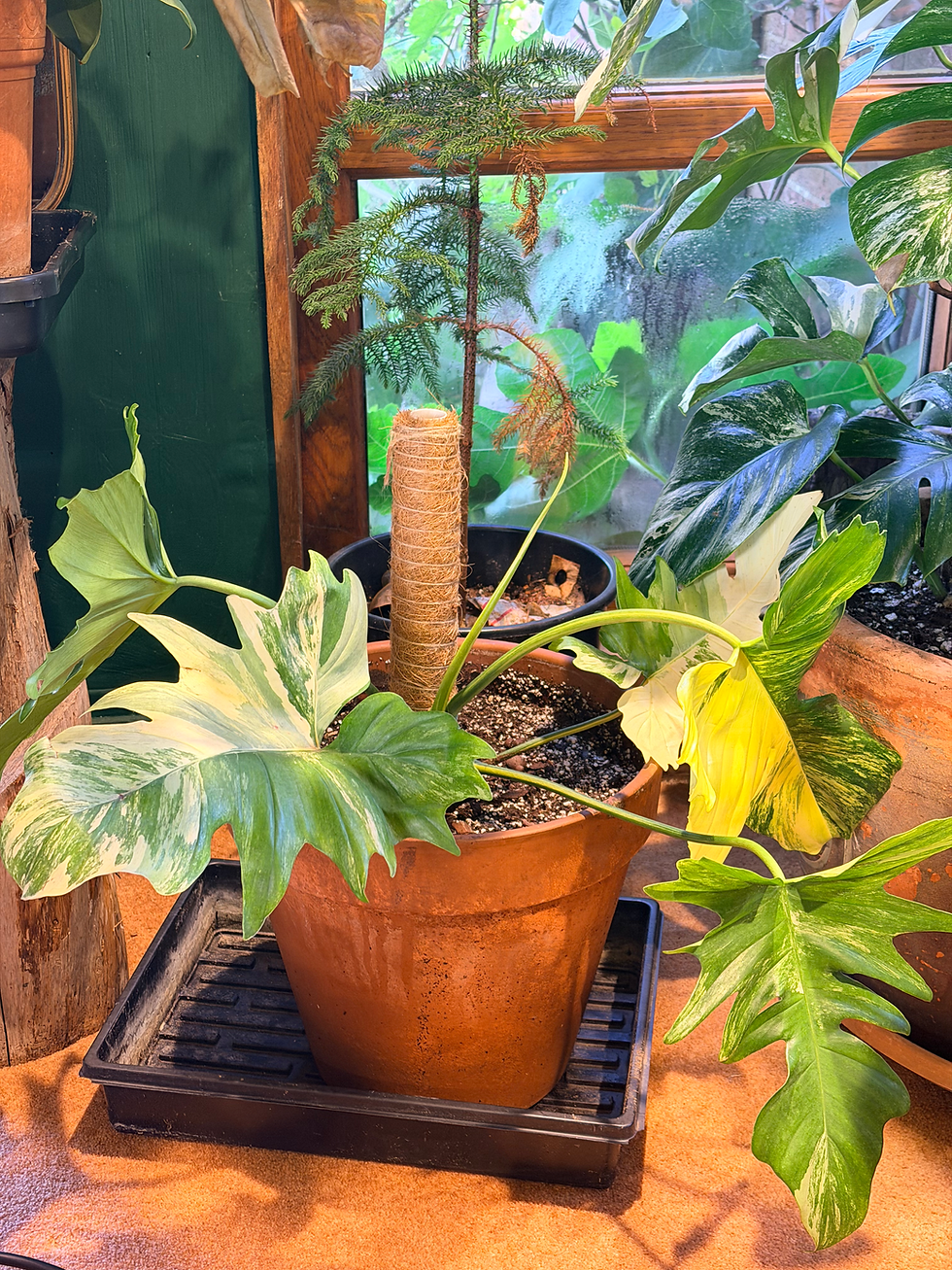 Thumbnail: Philodendron Florida Beauty × P. mayoi  - 25cm/50-60cm