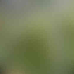 The Bearded Plantaholic’s innovative indoor garden concept merging art, design, and sustainability at the RHS Show Gardens.