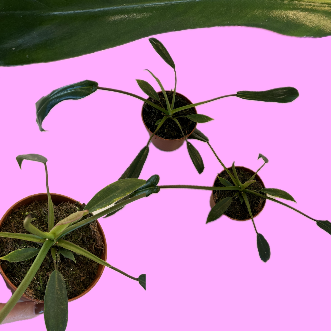 Philodendron 'Joepii' - 12 cm/25-35 cm