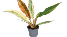 Philodendron Caramel Marble with green, cream and caramel-coloured leaves in a nursery pot
