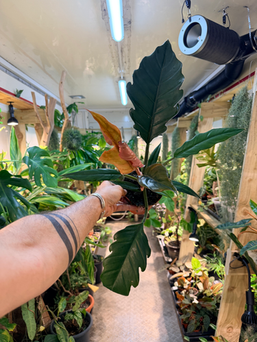 monstera potted plant Monstera deliciosa