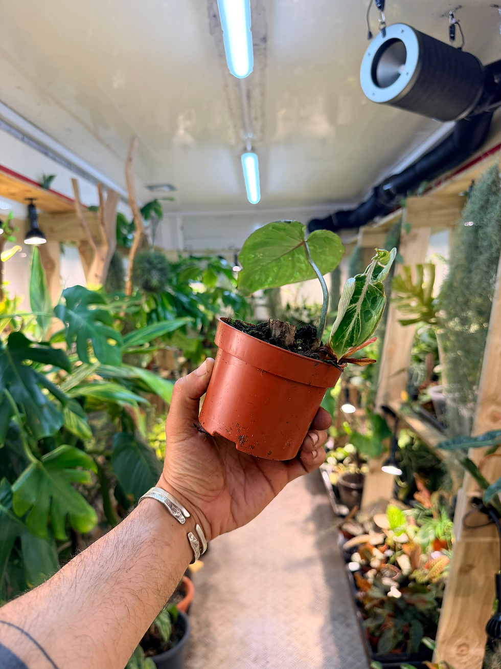 Thumbnail: Philodendron gloriosum 'Snow Leopard' - 10.5cm/20-25cm