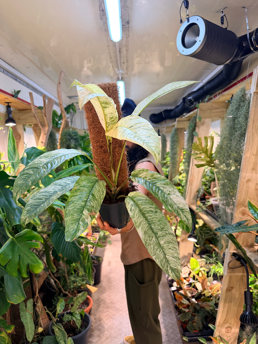 Thumbnail: Rhaphidophora megasperma 'Gorilla Variegata'  - 14cm/51-61cm