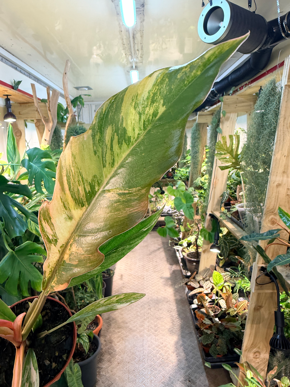 Thumbnail: Philodendron 'Caramel Marble' - 8cm/15-20cm
