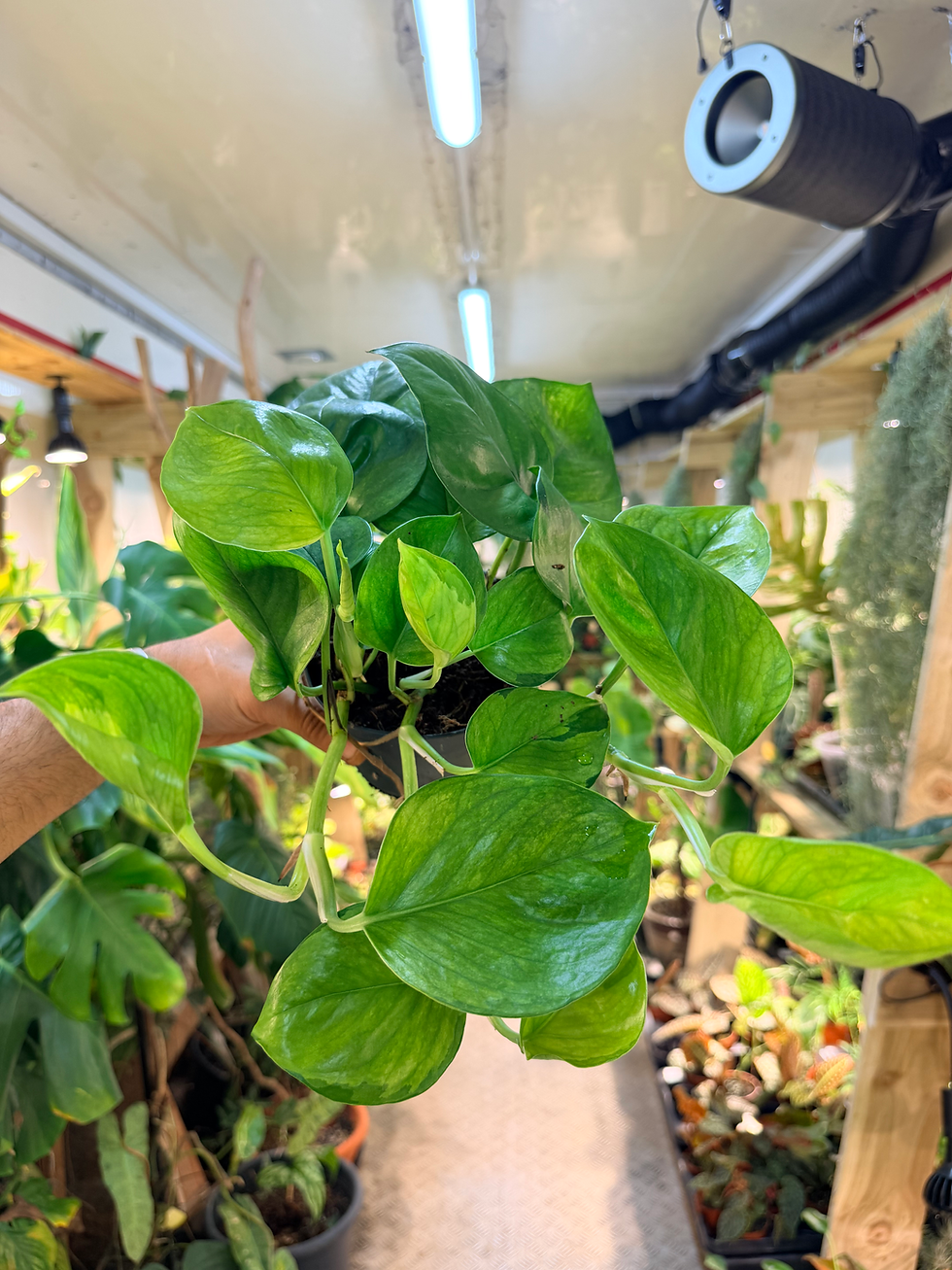 Thumbnail: Epipremnum 'Lemon Top' - 12cm/ 20-25cm
