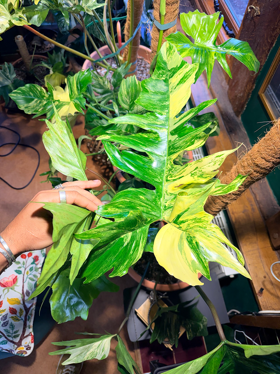 Thumbnail: Philodendron ‘Kitina’ - 25cm/100-120cm