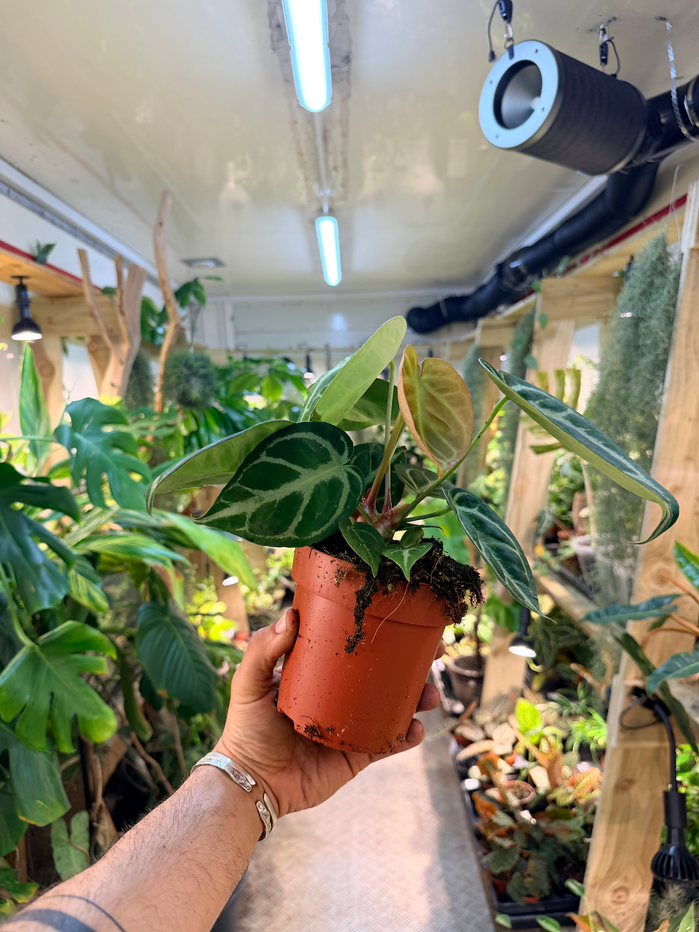 Thumbnail: Anthurium crystallinum 'Silver Blush' - 12cm/30-35cm