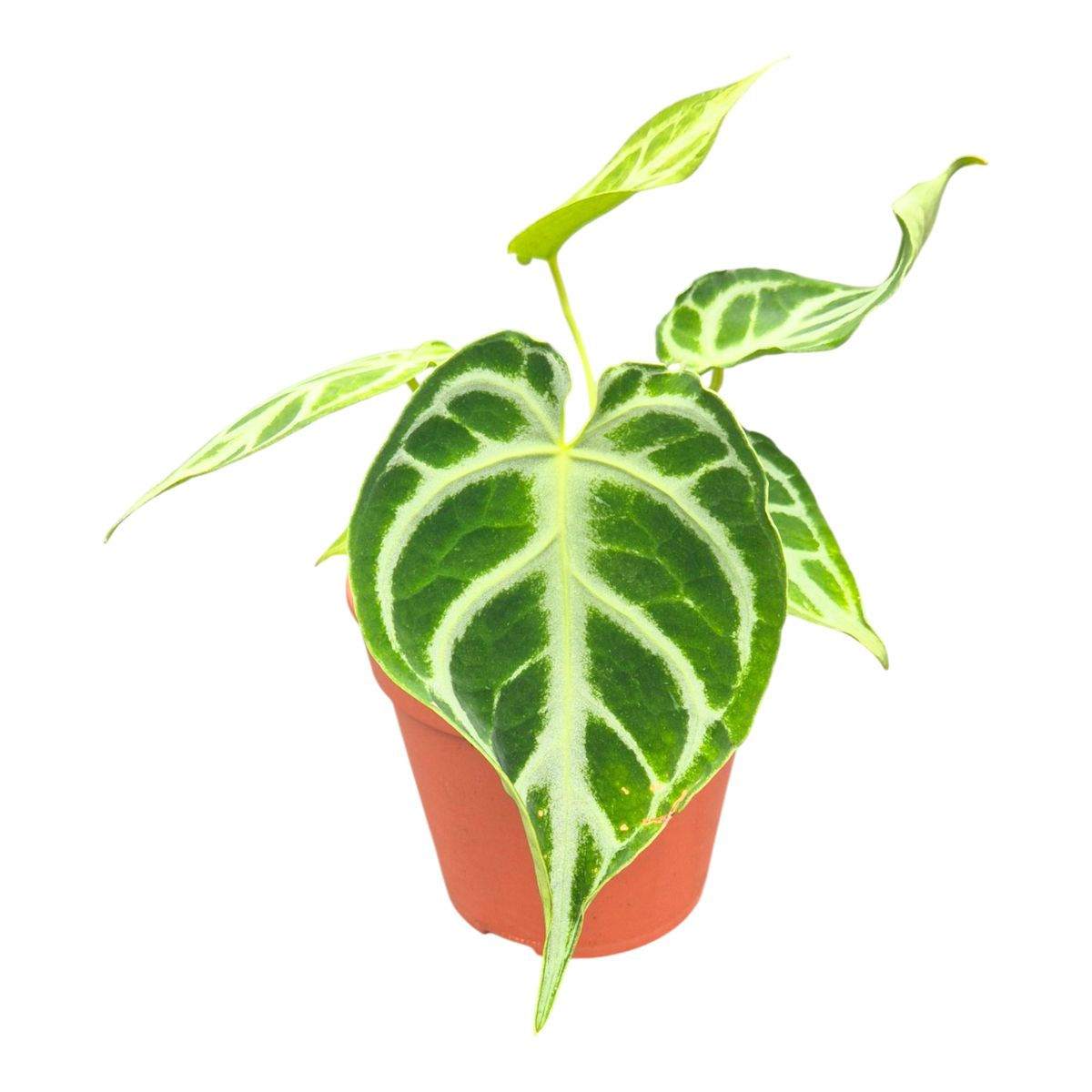 Anthurium DocBlock Briëlle® '16' × Briëlle® '16' - 12cm pot / 25cm