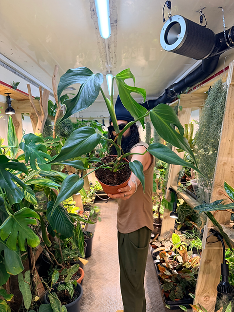 philodendron bersicht Philodendron grandipes  Foliage Factory