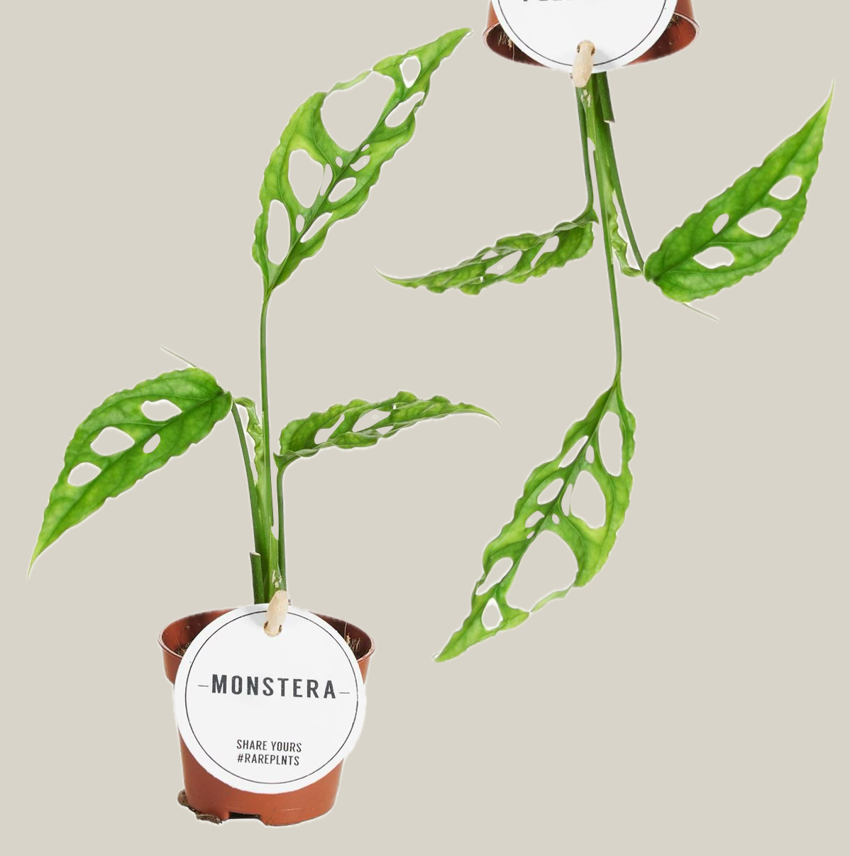 Monstera obliqua 'Peru' - 6cm/20cm