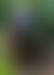 Pátý příběh: Rovnou do vosího hnízda