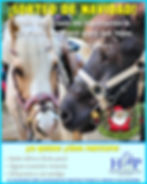 SORTEO-NAVIDAD 2023 hipica oso pony