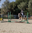 Escuela de equitación oso pony y Pony Club sitges