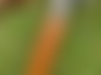 As Melhores Madeiras para Cabos de Facas: Guia Completo para Cuteleiros e Apreciadores