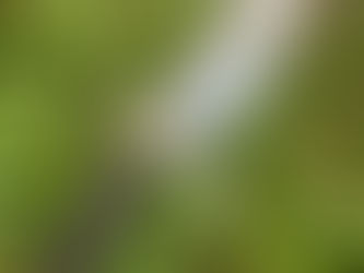 O Duelo da Lâmina: Cutelaria Custom vs. Industrial – Arte, Ciência e o Valor da Escolha