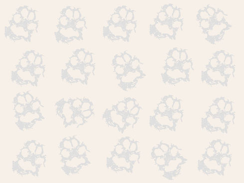 White paw background.jpg