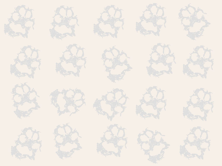 White paw background.jpg