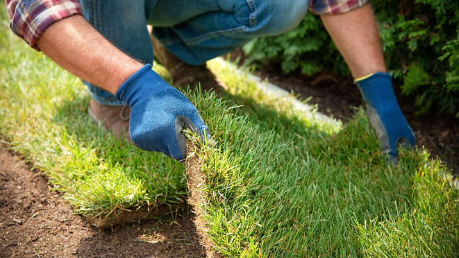 man-laying-a-slab-of-grass-sod-down.jpg