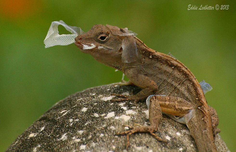 molting brown anole