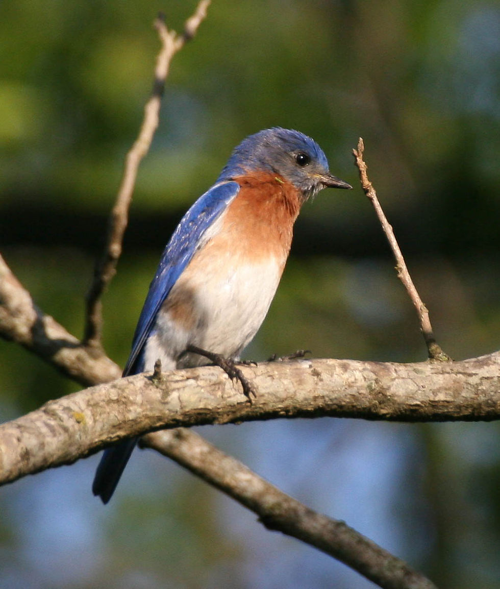 bluebird2