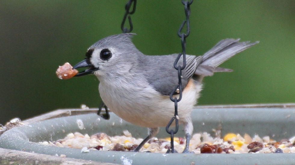 titmouse