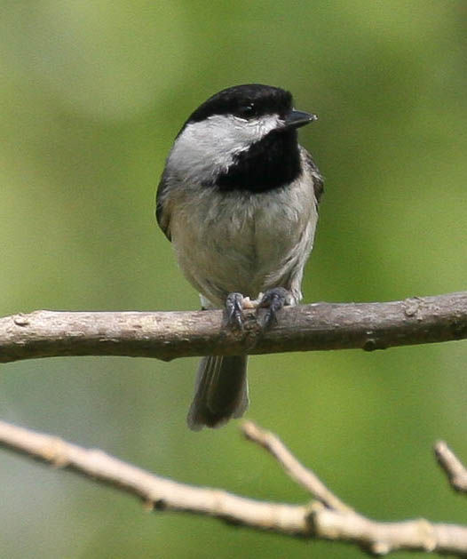 chickadee2