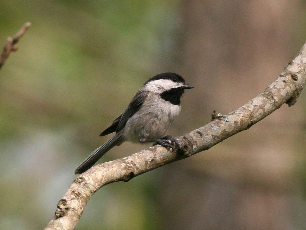 chickadee